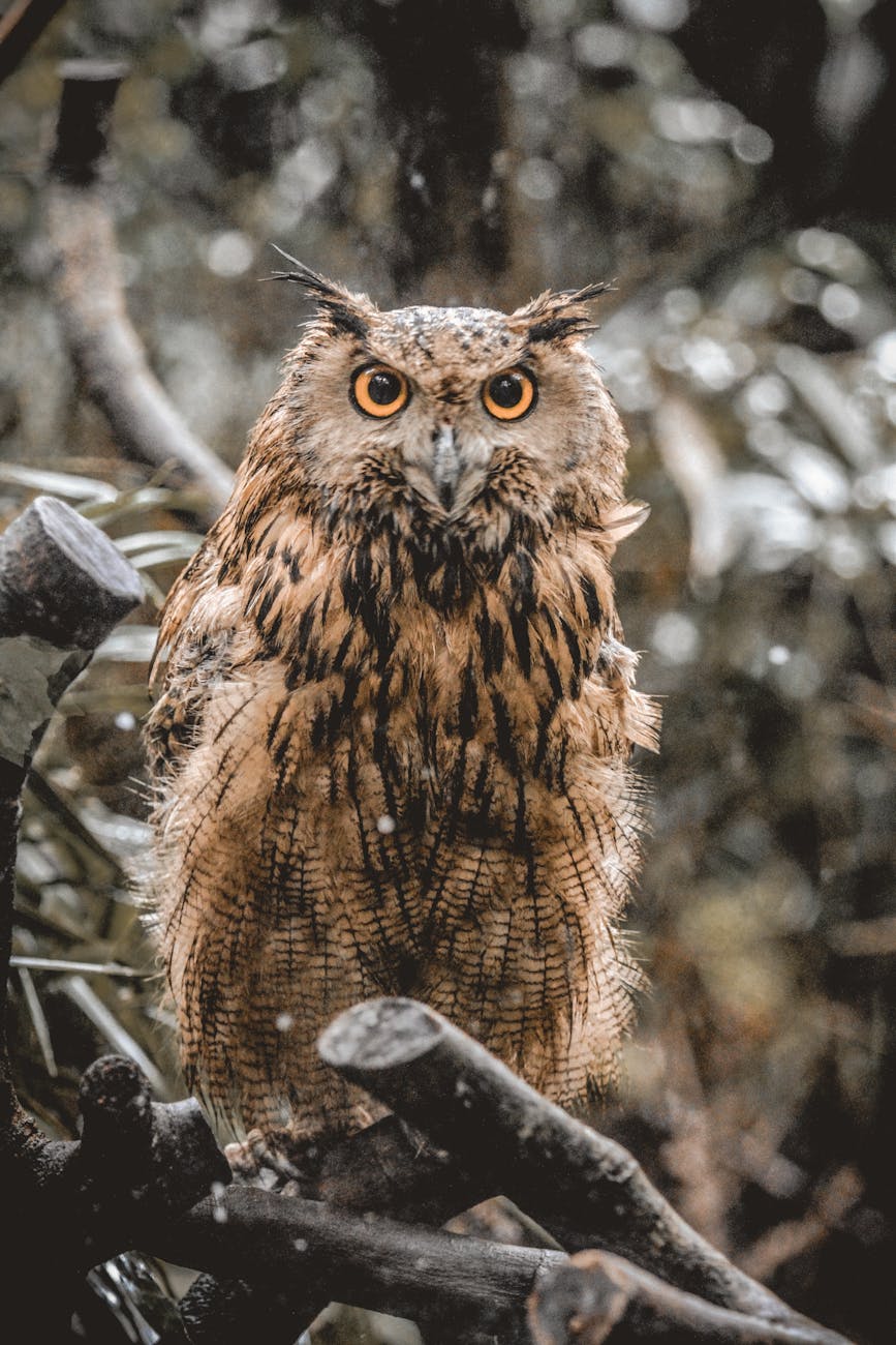 attentive eagle owl sitting on tree branch