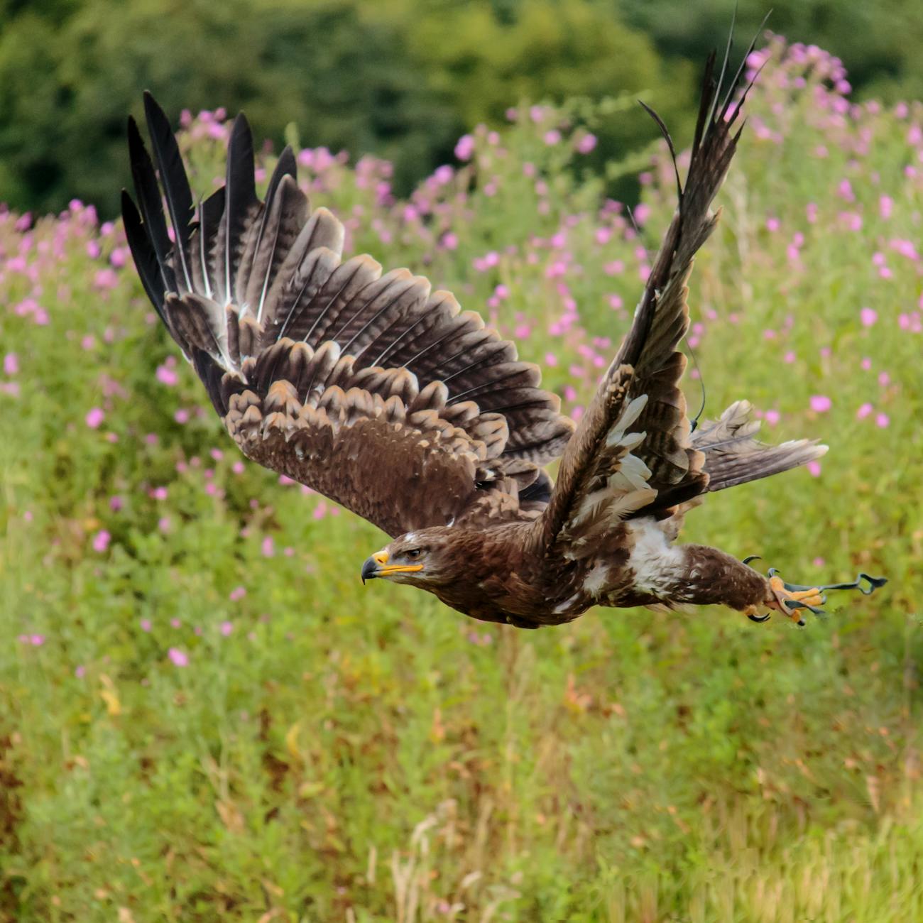 brown white and black eagle flying nearby pink flower field