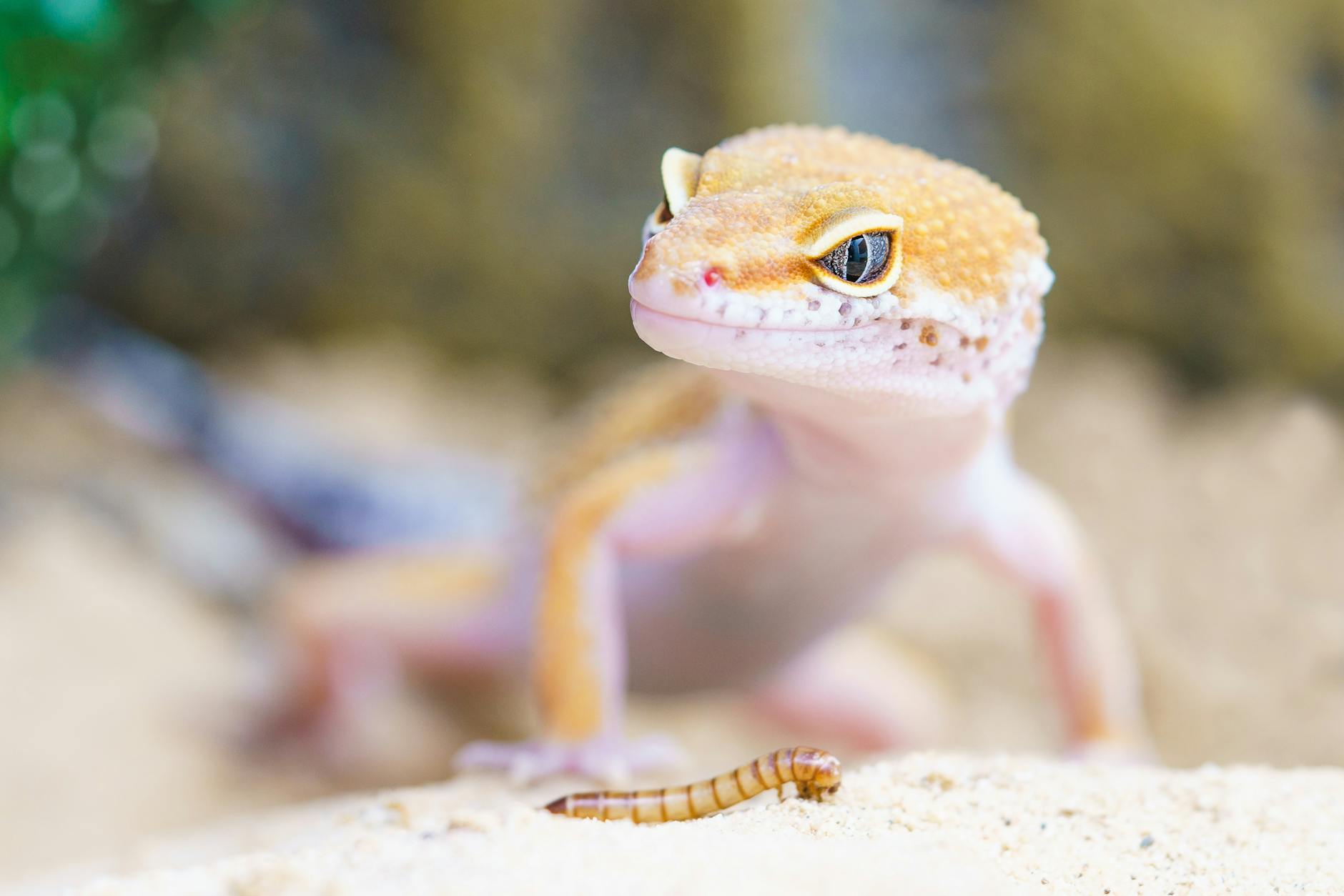 Gecko leopard dans son terrarium