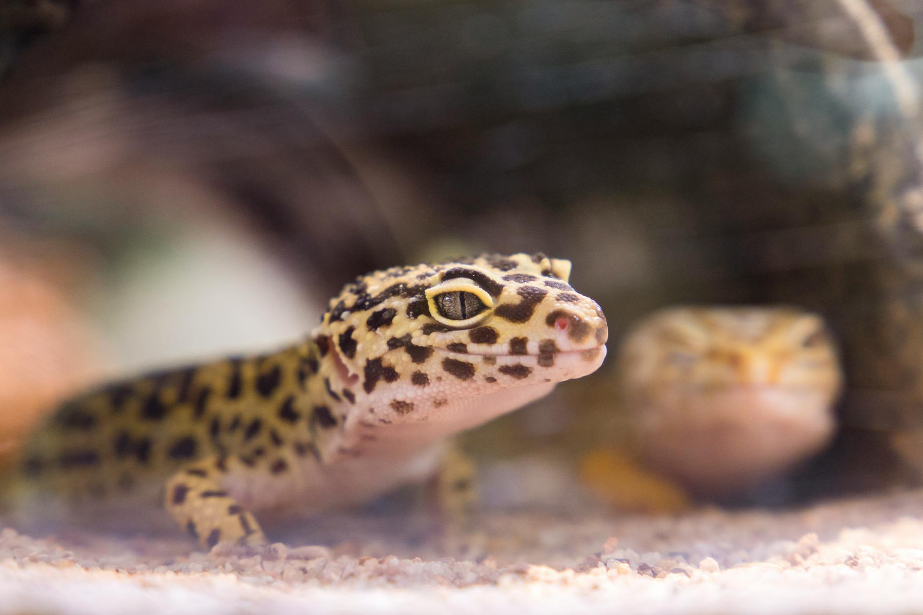 close up photography of black and brown lizard