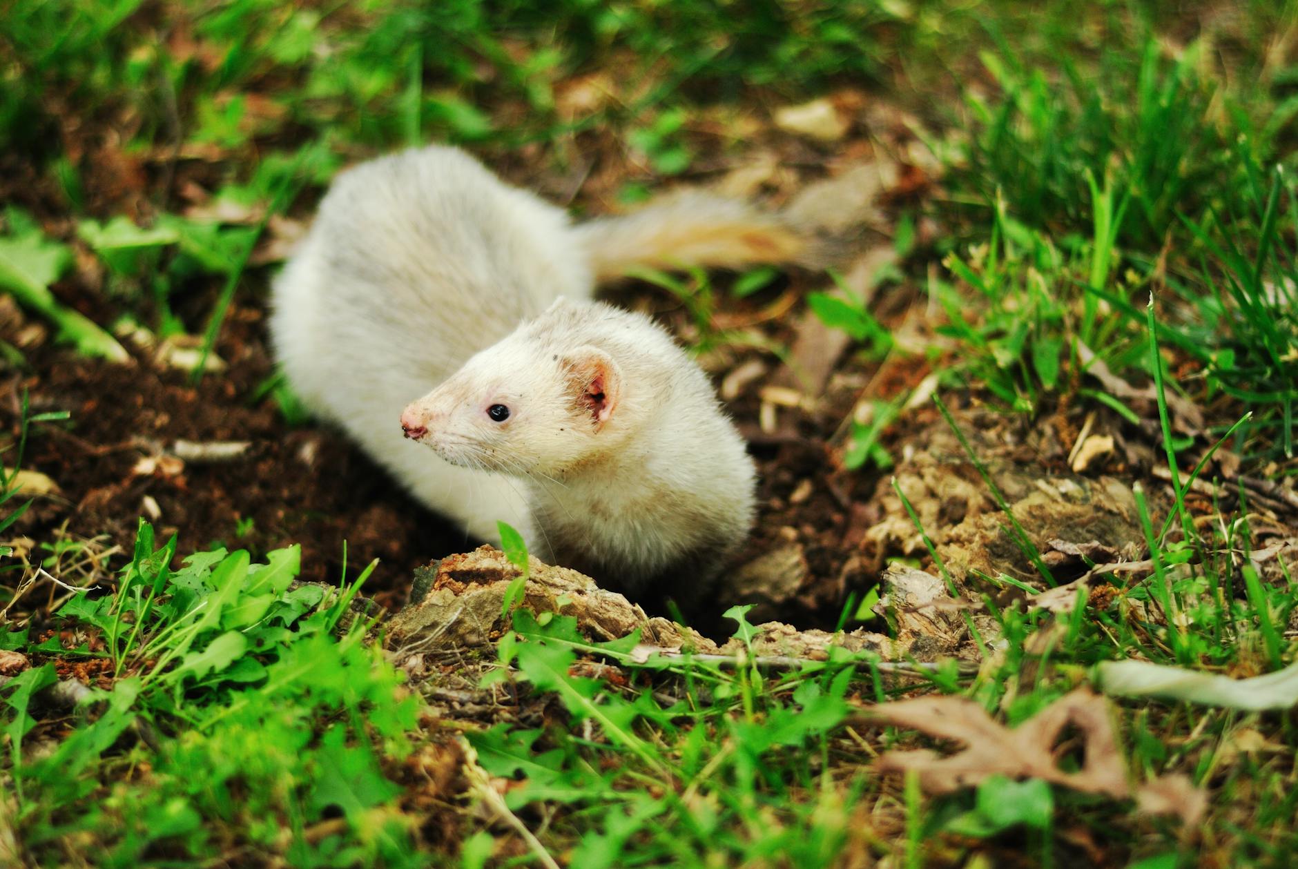 a white ferret on green grass