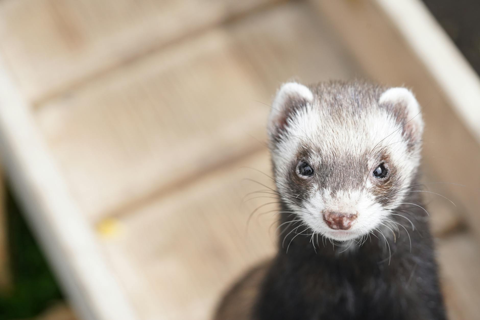 close up shot of a ferret